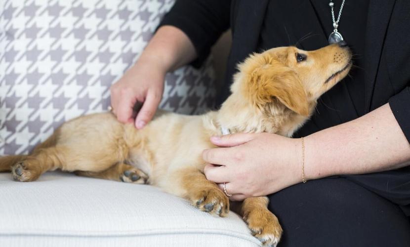 Puppy to provide comfort to grieving families at Niagara funeral home