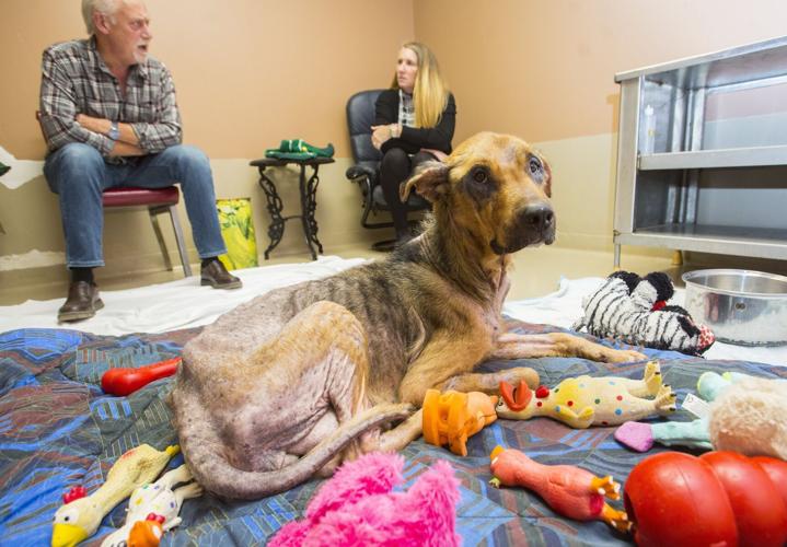 Severely emaciated dog gives birth to puppies in Welland