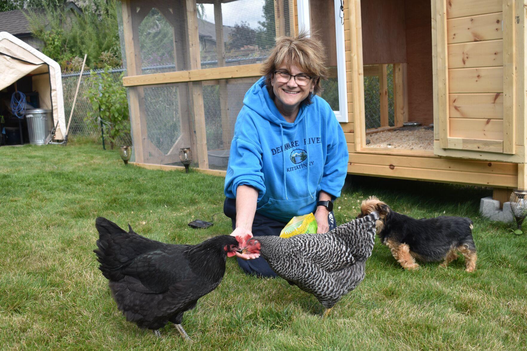 Backyard chicken battle brewing in West Lincoln?