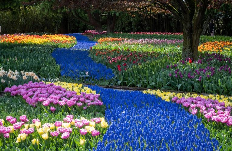 Vibrant spring tradition Skagit Valley Tulip Festival