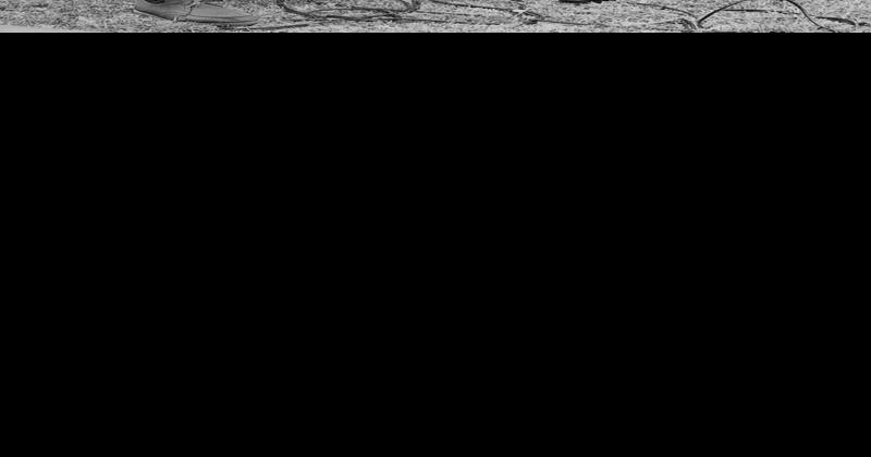 Review: Quentin Tarantino’s new book ‘Cinema Speculation’