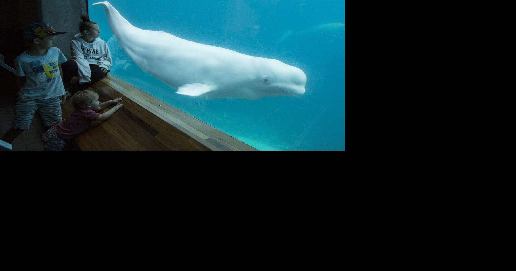 Belugas on the move: Marineland begins “complex” relocation of marine mammals