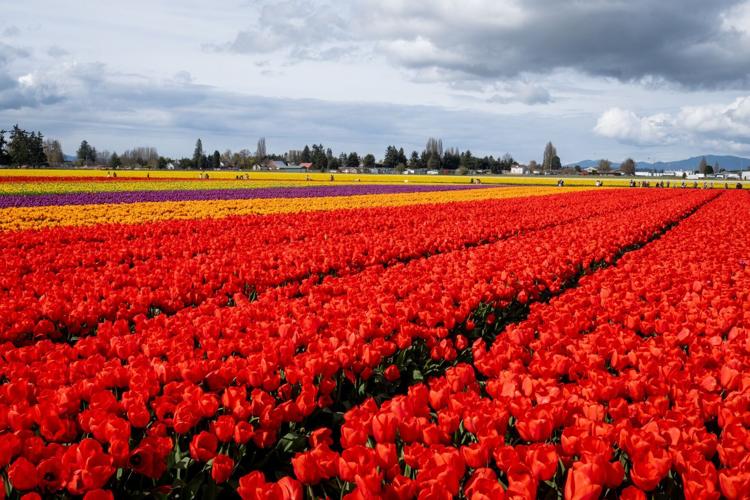 Vibrant spring tradition Skagit Valley Tulip Festival