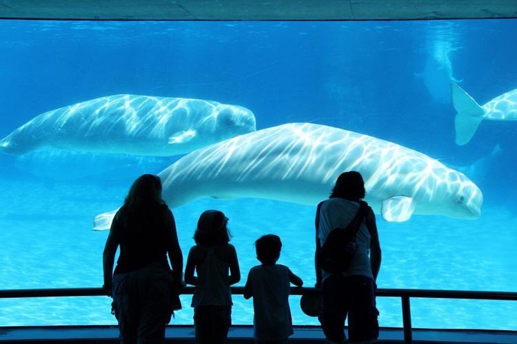 Marineland whales