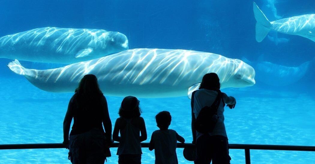 A Beluga Whale & Dolphin Have Reportedly Died At MarineLand Canada