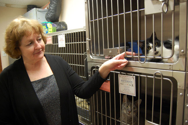 Fort Erie SPCA cuts price of cat adoption until Dec. 19