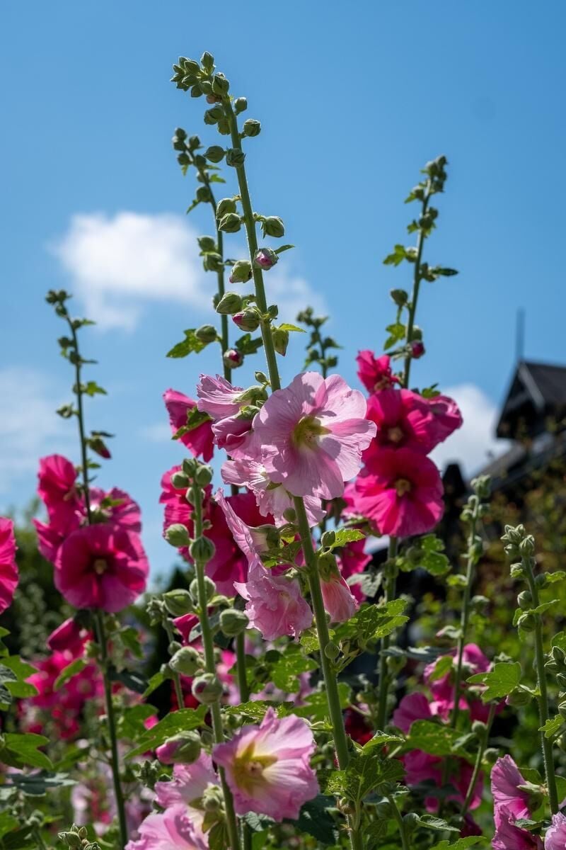 Is hollyhock poisonous sales to dogs