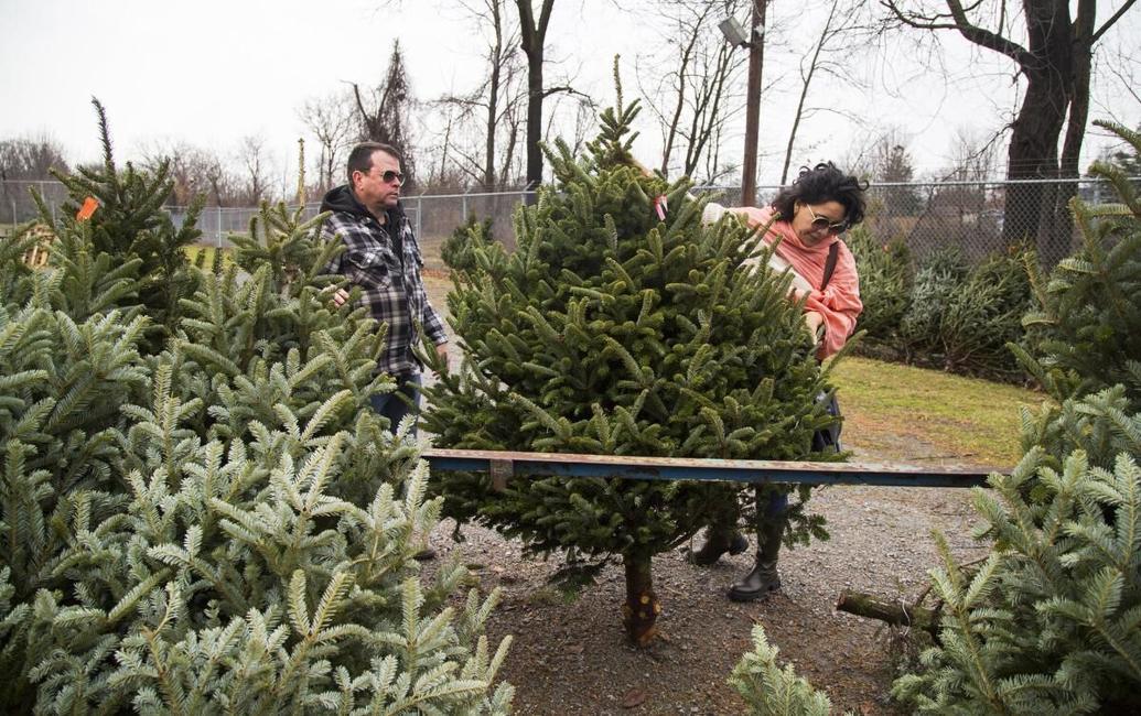 Niagara Falls Lions Club prepares for Christmas tree sale