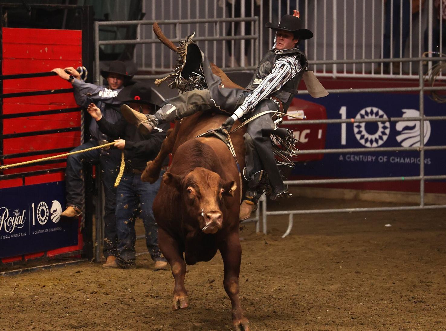 5 things to see and do at Royal Agricultural Winter Fair