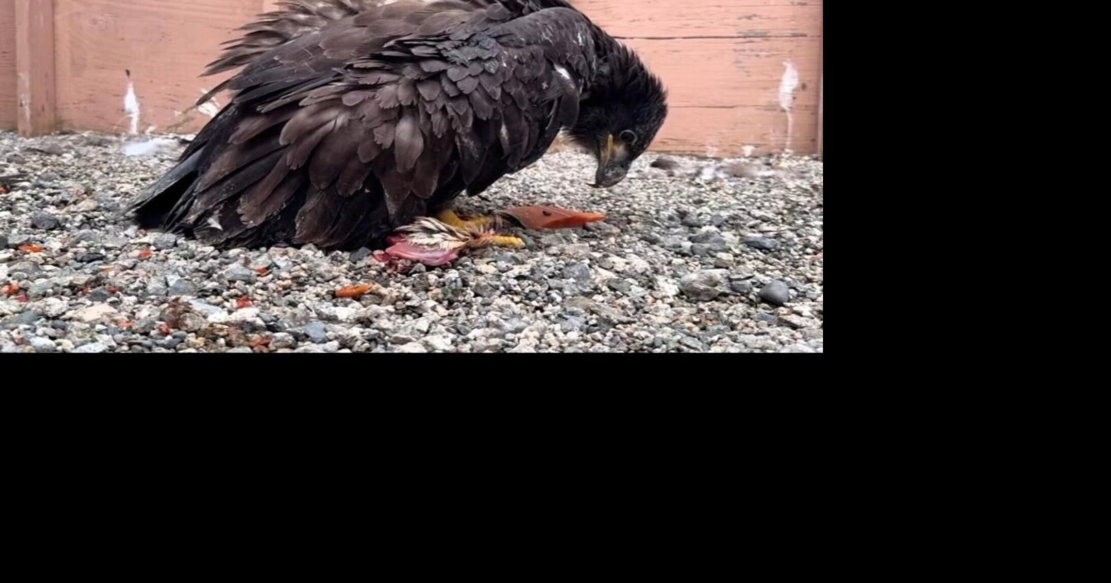 Two young bald eagles take flight at Brunswick Point, Delta after successful rehabilitation