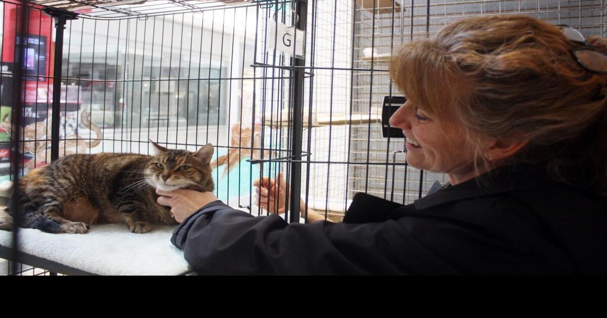 Cat adoption centre at Seaway Mall celebrates 10 years of feline friendship