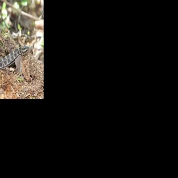Research leading to rattlesnake recovery