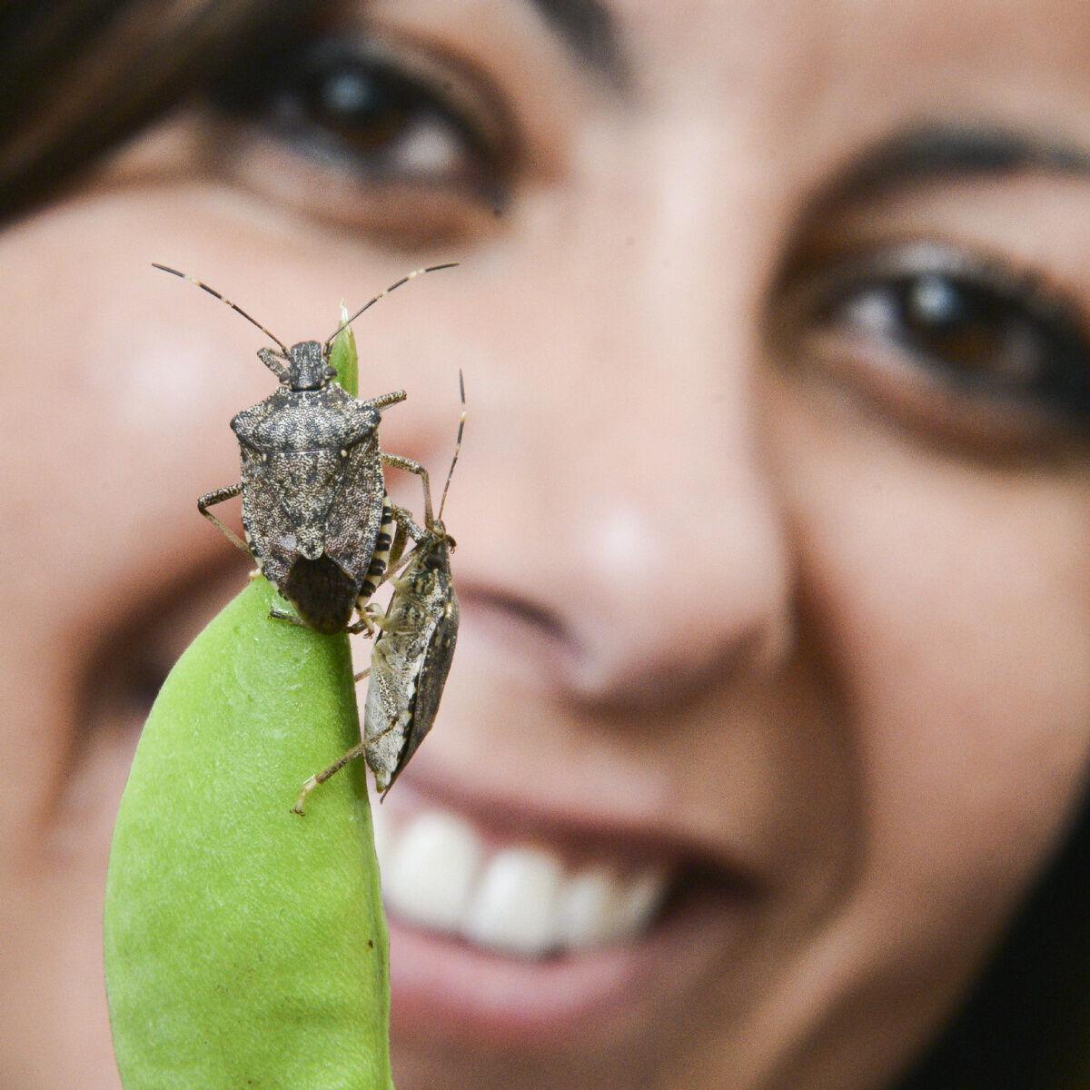 Are stink bugs crawling into your home for the winter?