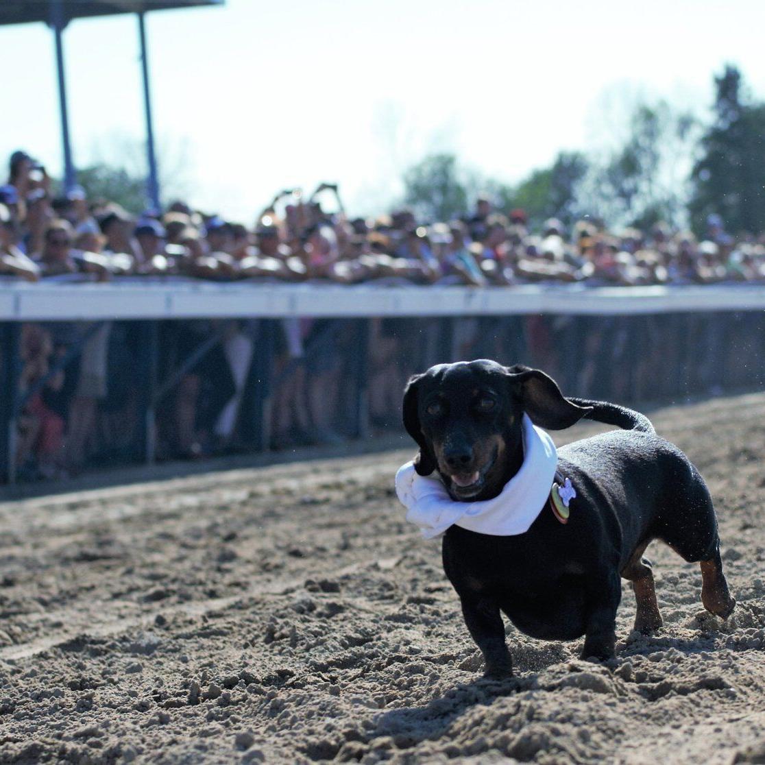 Wiener dog races are almost here! - Fort Erie Race Track