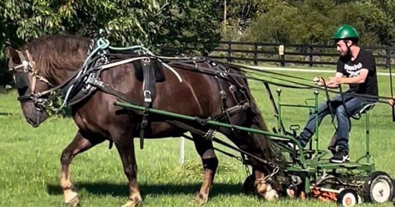 Horse power: Youth learn to work a farm with equines on Ridgeway farm
