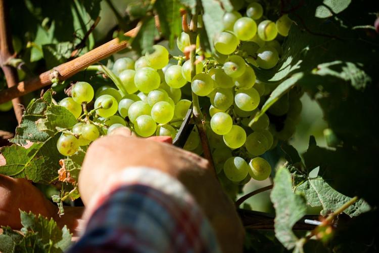huebel grapes harvest