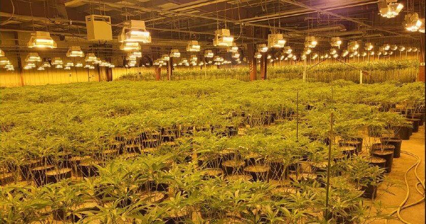 Police bust illicit cannabis facility in Niagara Falls: OPP - Vimarsana News