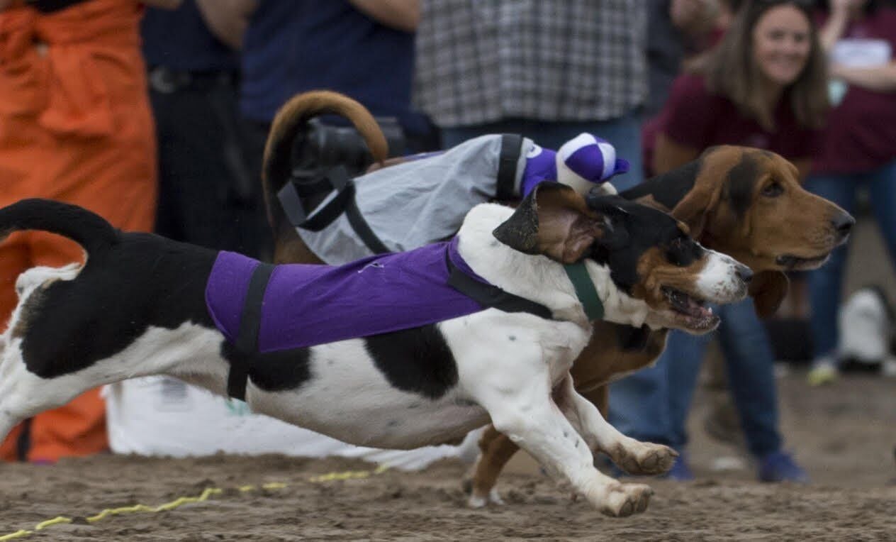 Basset sales hound race