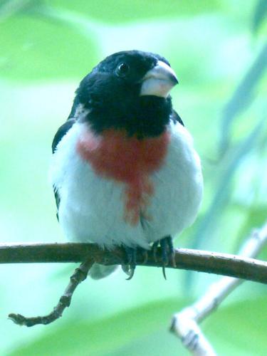 Similar Species to Baltimore Oriole, All About Birds, Cornell Lab