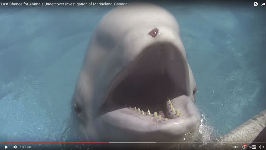 Gia, a beluga whale at Marineland has died