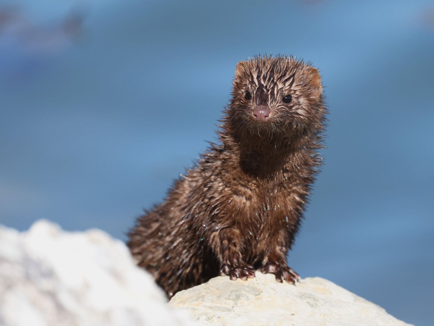 OUR NIAGARA: American Mink