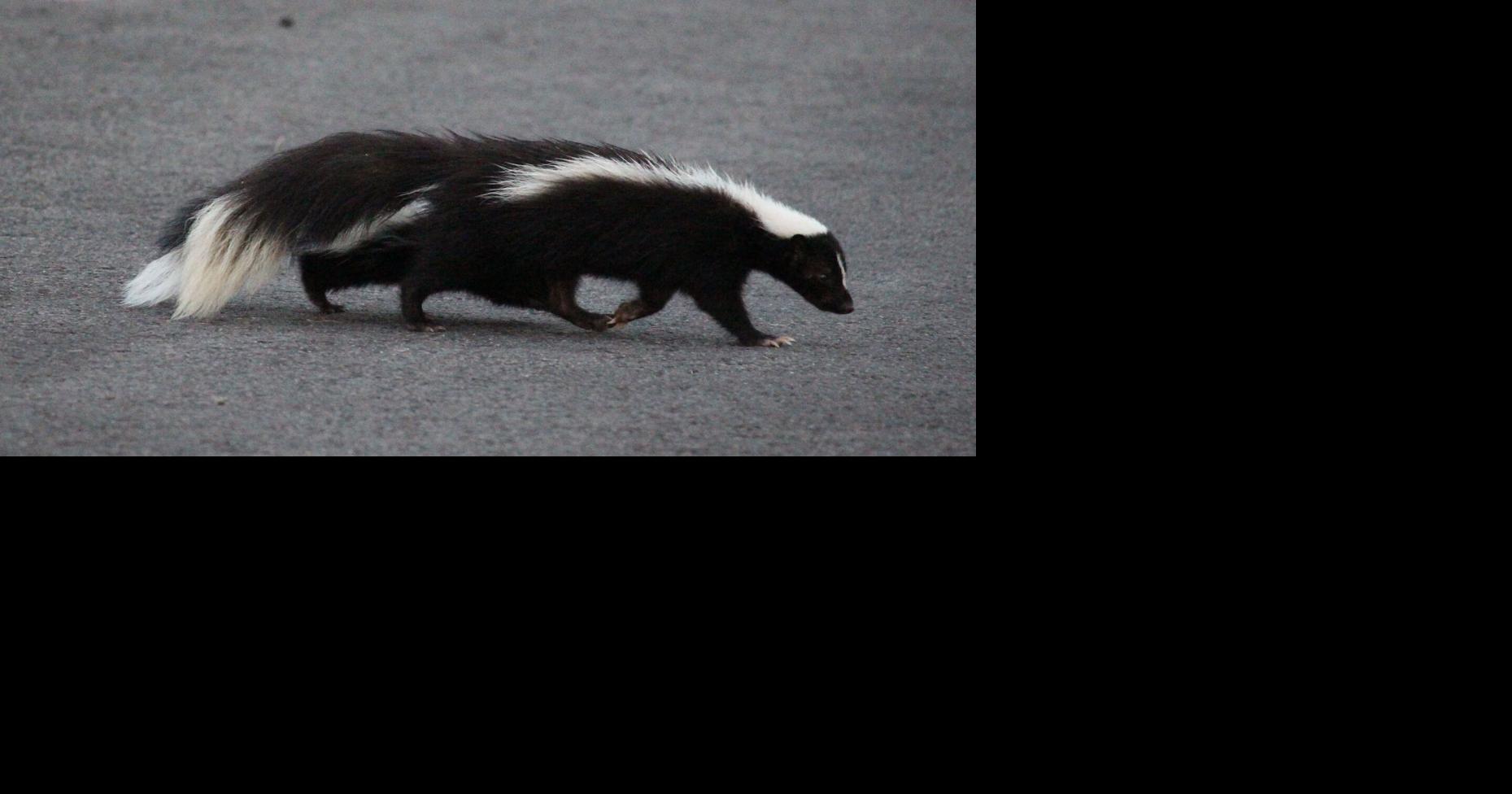 OUR NIAGARA: Five-Legged Skunk