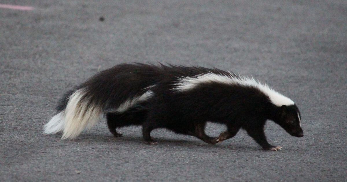 Five Skunks OUR NIAGARA: Five-Legged Skunk