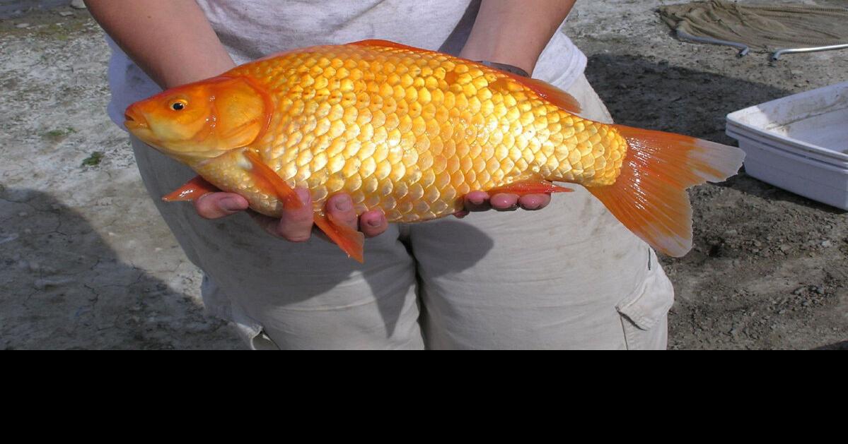 Feeding Koi at Different Temperatures - Hydrosphere Water Gardens