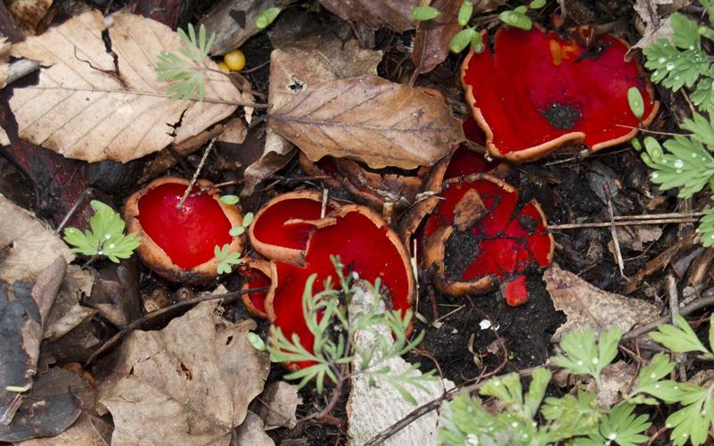Northland Nature: Fungi mimic coral on forest floor - Duluth News