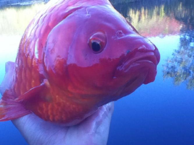 Invasive species: Popular aquarium sunfish found in NH waters