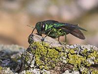 Parks Commission plan to deal with ash borer impact