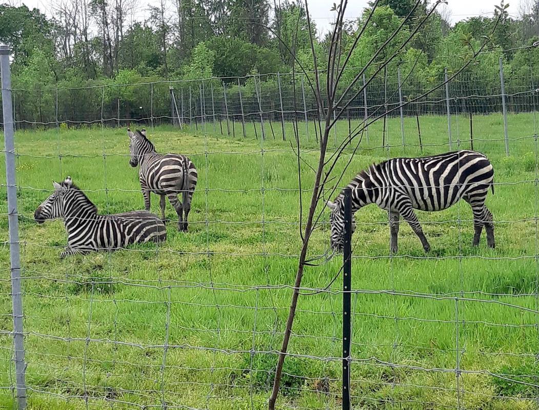 Drivethru zoo experience opens at Safari Niagara