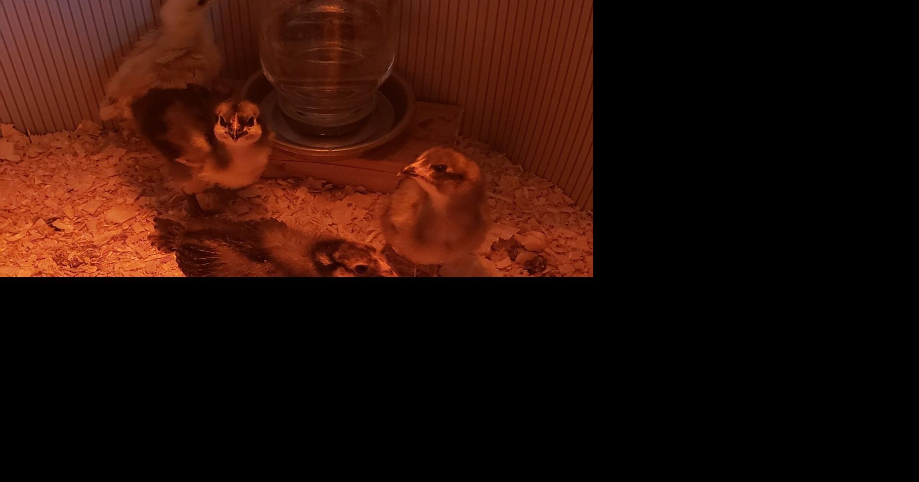 West Lincoln to look at backyard chicken bylaw