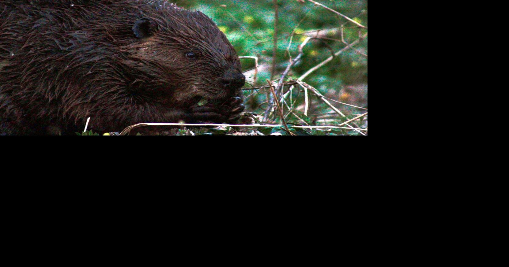 OUR NIAGARA: Hungry Beaver