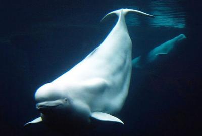 A Beluga Whale & Dolphin Have Reportedly Died At MarineLand Canada