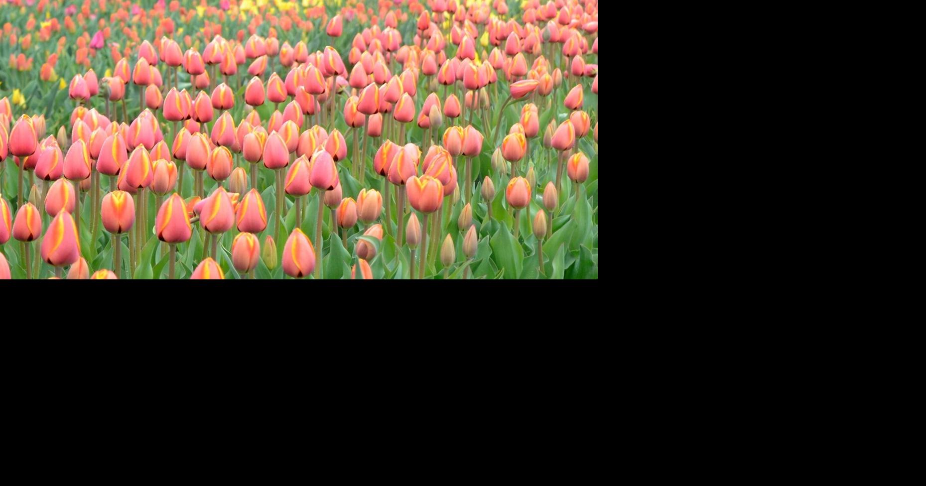 Welland hosting tulip giveaway May 19
