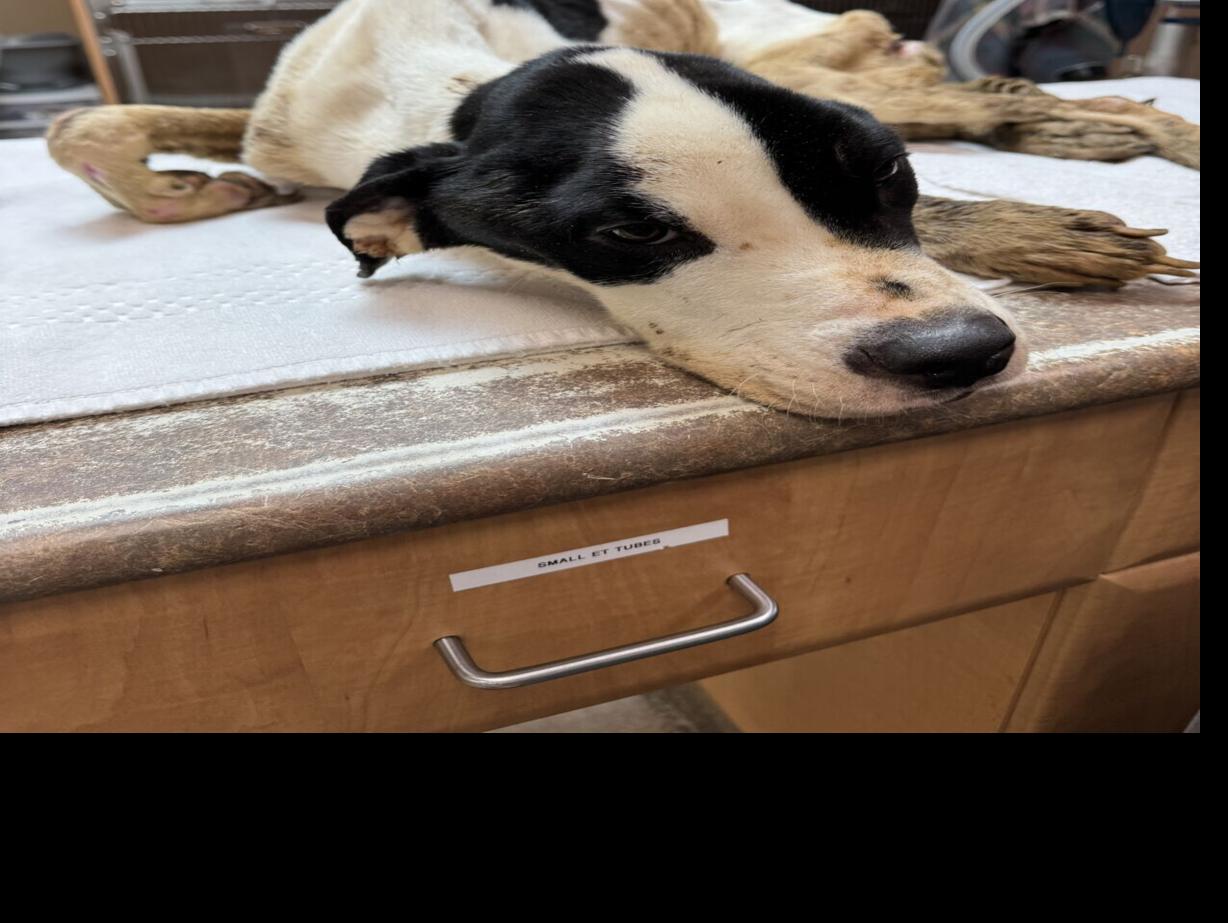 Severely neglected dog found by St. Catharines trail