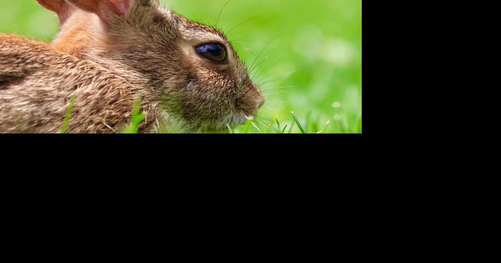OUR NIAGARA: Wild Rabbit