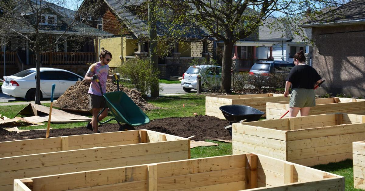 Community Growing Building Growing a community: Community Gardens foster relationships in St ...