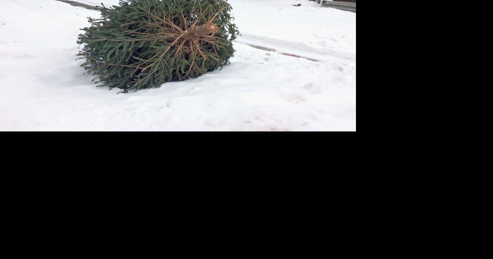 What happens to all those discarded Christmas trees?