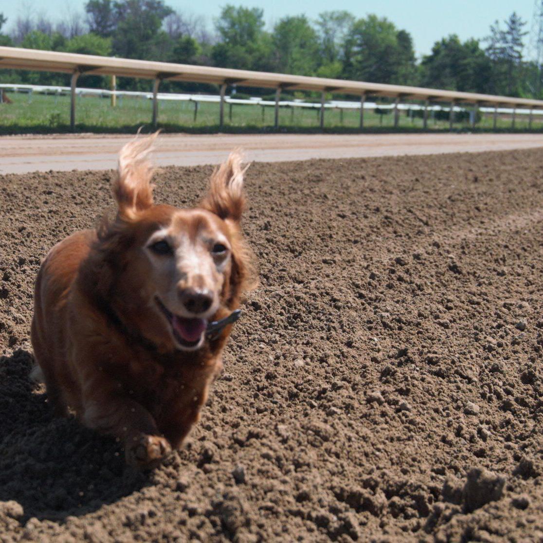 Wiener dog races are almost here! - Fort Erie Race Track