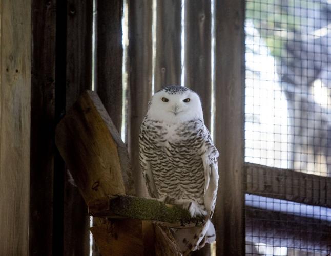 A half-century of healing wounded winged creatures