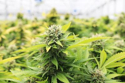 Ontario cannabis recall: Jays Pink Pennifer vape recalled