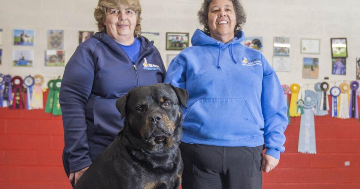 St. Catharines Rottweiler heading to Westminster Dog Show