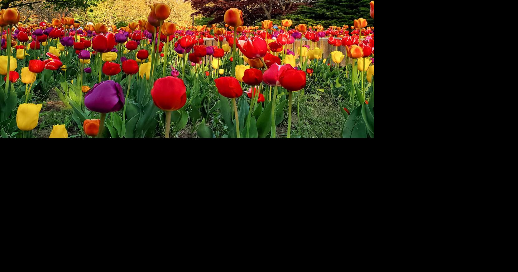 OUR NIAGARA Blooming Tulips