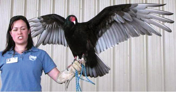 Turkey vultures returning from annual migration - Niagara-on-the