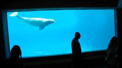 Marineland