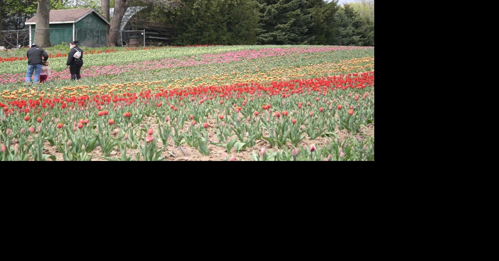 Fenwick tulip farm community