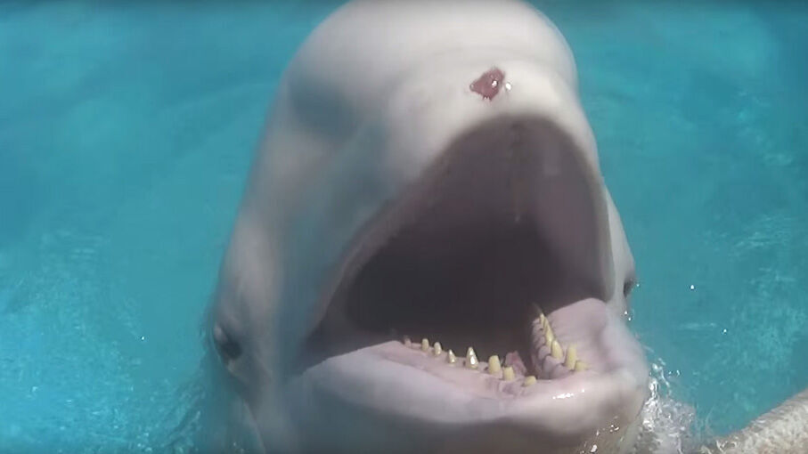 A Beluga Whale & Dolphin Have Reportedly Died At MarineLand Canada