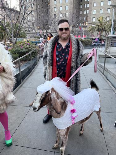 What To Know About SF's Valentine's Day Goat Fashion Show